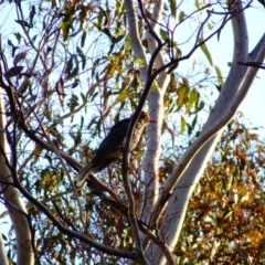 Oriolus sagittatus (Olive-backed Oriole) at Hughes, ACT - 17 Dec 2018 by TomT