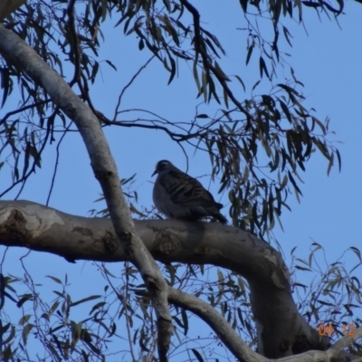 Phaps chalcoptera (Common Bronzewing) at Hughes, ACT - 4 Dec 2018 by TomT