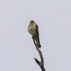 Falco cenchroides (Nankeen Kestrel) at Molonglo Valley, ACT - 18 Dec 2018 by BIrdsinCanberra