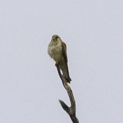 Falco cenchroides (Nankeen Kestrel) at Molonglo Valley, ACT - 19 Dec 2018 by JonSteinbeck