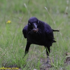 Corvus coronoides (Australian Raven) at Molonglo Valley, ACT - 19 Dec 2018 by JonSteinbeck