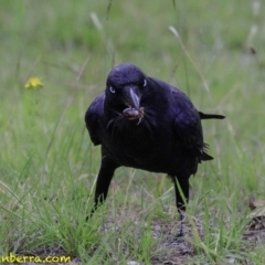 Corvus coronoides (Australian Raven) at Molonglo Valley, ACT - 18 Dec 2018 by BIrdsinCanberra