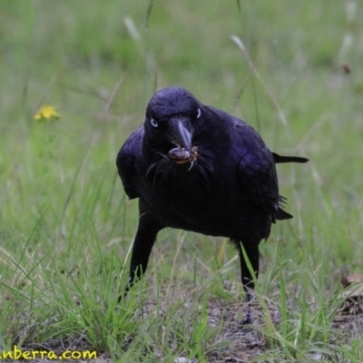 Corvus coronoides (Australian Raven) at Molonglo Valley, ACT - 18 Dec 2018 by BIrdsinCanberra