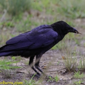 Corvus coronoides at Molonglo Valley, ACT - 19 Dec 2018 07:25 AM