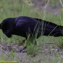 Corvus coronoides at Molonglo Valley, ACT - 19 Dec 2018