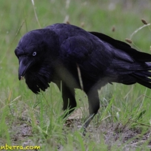 Corvus coronoides at Molonglo Valley, ACT - 19 Dec 2018 07:25 AM