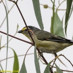 Pardalotus striatus (Striated Pardalote) at Molonglo Valley, ACT - 19 Dec 2018 by JonSteinbeck