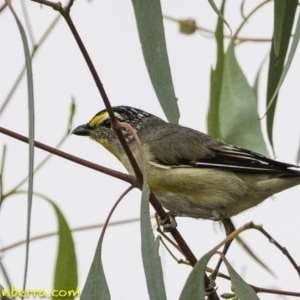 Pardalotus striatus at Molonglo Valley, ACT - 19 Dec 2018