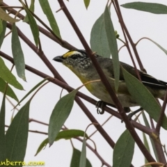 Pardalotus striatus at Molonglo Valley, ACT - 19 Dec 2018