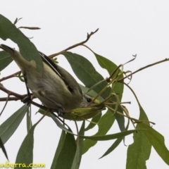 Pardalotus striatus at Molonglo Valley, ACT - 19 Dec 2018