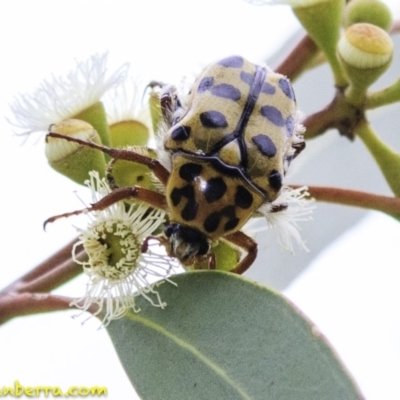 Neorrhina punctata (Spotted flower chafer) at Sth Tablelands Ecosystem Park - 18 Dec 2018 by BIrdsinCanberra