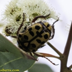 Neorrhina punctata at Molonglo Valley, ACT - 19 Dec 2018