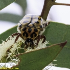 Neorrhina punctata at Molonglo Valley, ACT - 19 Dec 2018