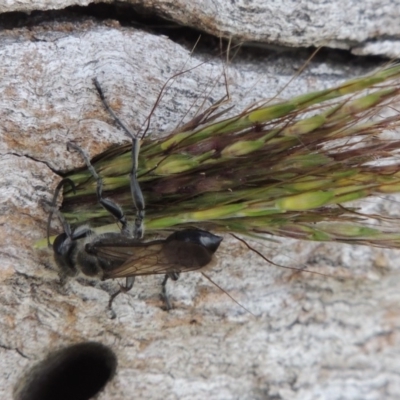 Isodontia sp. (genus) (Unidentified Grass-carrying wasp) at Tuggeranong DC, ACT - 24 Dec 2018 by michaelb