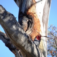 Callocephalon fimbriatum (Gang-gang Cockatoo) at Hughes, ACT - 26 Dec 2018 by TomT