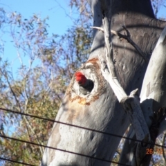 Callocephalon fimbriatum (Gang-gang Cockatoo) at Deakin, ACT - 26 Dec 2018 by TomT