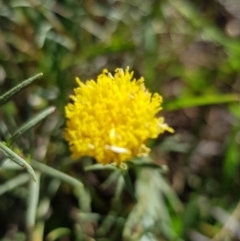 Rutidosis leptorhynchoides (Button Wrinklewort) at Yarralumla, ACT - 26 Dec 2018 by jpittock