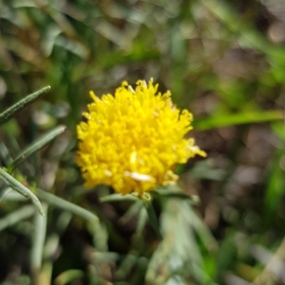 Rutidosis leptorhynchoides (Button Wrinklewort) at Yarralumla, ACT - 27 Dec 2018 by jpittock