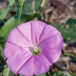 Convolvulus angustissimus subsp. angustissimus at Yarralumla, ACT - 27 Dec 2018