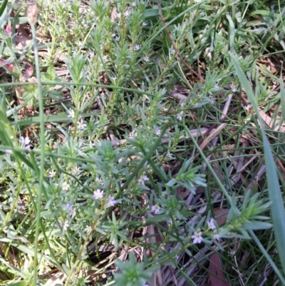 Lythrum hyssopifolia (Small Loosestrife) at Hackett, ACT - 27 Dec 2018 by waltraud