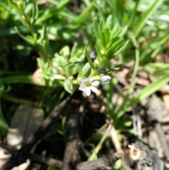 Lythrum hyssopifolia at Hackett, ACT - 27 Dec 2018 11:22 AM