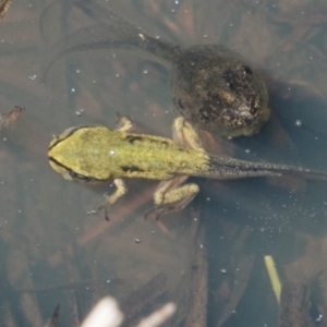 Litoria verreauxii verreauxii at Mount Clear, ACT - 1 Dec 2018