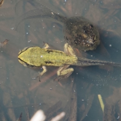 Litoria verreauxii verreauxii (Whistling Tree-frog) at Mount Clear, ACT - 1 Dec 2018 by SWishart