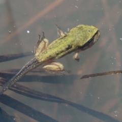 Litoria verreauxii verreauxii at Mount Clear, ACT - 1 Dec 2018 01:02 PM