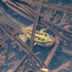 Litoria verreauxii verreauxii (Whistling Tree-frog) at Mount Clear, ACT - 1 Dec 2018 by SWishart