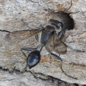 Isodontia sp. (genus) at Tuggeranong DC, ACT - 26 Dec 2018 05:34 PM