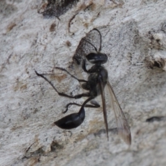 Isodontia sp. (genus) at Tuggeranong DC, ACT - 26 Dec 2018