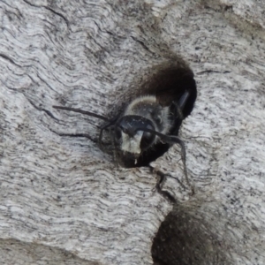 Isodontia sp. (genus) at Tuggeranong DC, ACT - 26 Dec 2018