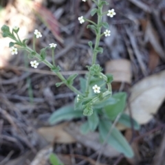 Hackelia suaveolens (Sweet Hounds Tongue) at Hughes, ACT - 24 Dec 2018 by JackyF