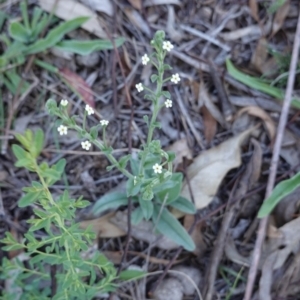 Hackelia suaveolens at Hughes, ACT - 24 Dec 2018 03:18 PM