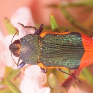 Castiarina kerremansi at Paddys River, ACT - 27 Dec 2018