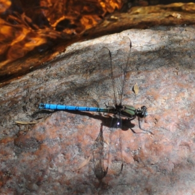 Diphlebia lestoides (Whitewater Rockmaster) at Paddys River, ACT - 27 Dec 2018 by Harrisi