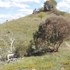 Eucalyptus polyanthemos (Red Box) at Tuggeranong DC, ACT - 26 Dec 2018 by michaelb