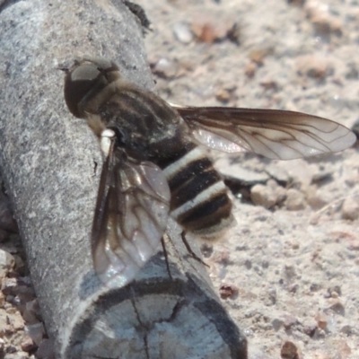 Villa sp. (genus) (Unidentified Villa bee fly) at Urambi Hills - 26 Dec 2018 by michaelb