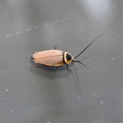 Ellipsidion australe (Austral Ellipsidion cockroach) at Mount Majura - 12 Dec 2018 by petersan