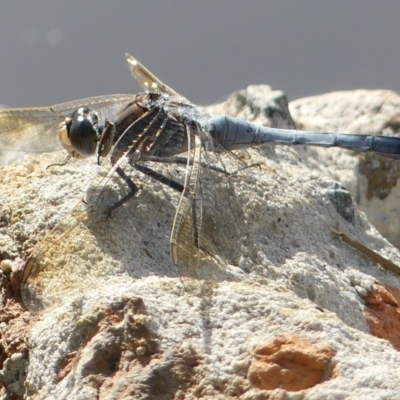 Orthetrum caledonicum (Blue Skimmer) at Jerrabomberra, NSW - 27 Dec 2018 by SandraH