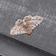 Diatenes gerula (An Erebid moth) at Jerrabomberra Wetlands - 27 Dec 2018 by RodDeb