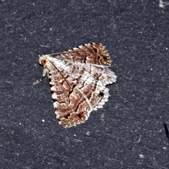 Diatenes gerula at Fyshwick, ACT - 27 Dec 2018 12:04 PM