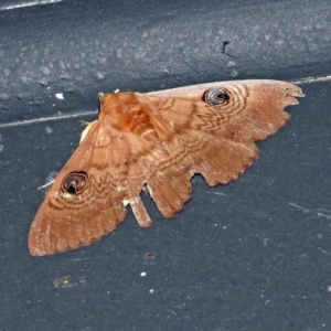 Dasypodia selenophora at Fyshwick, ACT - 27 Dec 2018