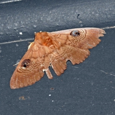 Dasypodia selenophora (Southern old lady moth) at Jerrabomberra Wetlands - 27 Dec 2018 by RodDeb