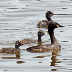 Tachybaptus novaehollandiae (Australasian Grebe) at Fyshwick, ACT - 27 Dec 2018 by RodDeb