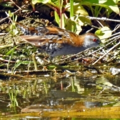 Zapornia pusilla (Baillon's Crake) at Fyshwick, ACT - 27 Dec 2018 by RodDeb