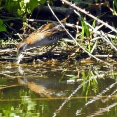 Zapornia pusilla at Fyshwick, ACT - 27 Dec 2018