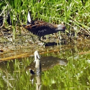 Porzana fluminea at Fyshwick, ACT - 27 Dec 2018