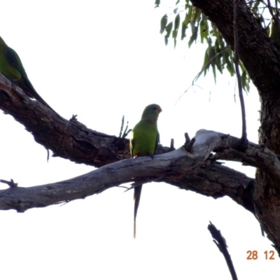 Polytelis swainsonii (Superb Parrot) at Red Hill, ACT - 27 Dec 2018 by TomT