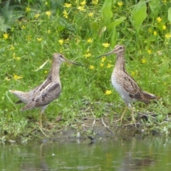 Gallinago hardwickii (Latham's Snipe) at Fyshwick, ACT - 27 Nov 2018 by Christine